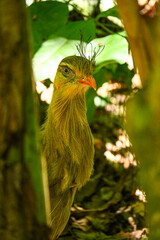 Aves de Río de Janeiro, Urutau, Flamencos de África y Más: Un Viaje a la Diversidad Aviar