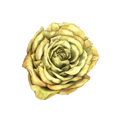 Yellow rose isolated on white background. Beautiful watercolor illustration template for wedding, birthday, mother's day, gift, wallpaper, stickers, scrapbooking