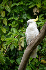 Portrait of a Cockatoo