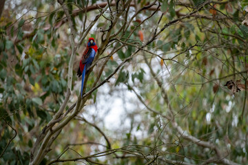 Portrait of a Crimson Rosella