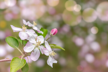Obraz premium Close-Up of Apple Blossom