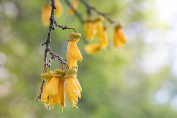 Close Up of Kowhai Flower