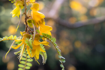 Close Up of Kowhai Flower