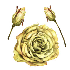 Obraz premium Beautiful yellow rose and buds isolated on white background. Watercolor illustration template for wedding, birthday, mother's day, gift, wallpaper, stickers, scrapbooking