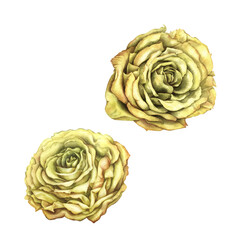 Yellow roses isolated on white background. Beautiful watercolor illustration template for wedding, birthday, mother's day, gift, wallpaper, stickers, scrapbooking