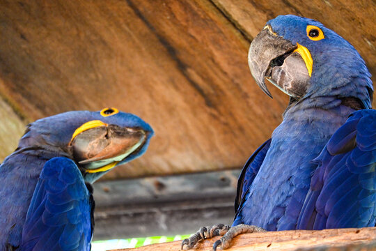 Loros y Loros Azules de R&iacute;o de Janeiro: Colores Vibrantes en su H&aacute;bitat Natural