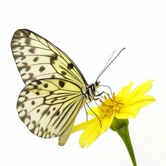 A beautiful butterfly landing on a flower, isolated in white, white background