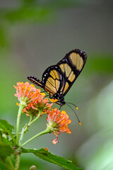 Mariposa Amarilla: Belleza Natural y Colores Vibrantes en su Entorno