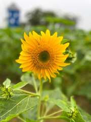 Close-up yellow sunflowers with a blurry background.