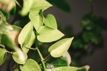 Indoor plants variete in bright room with light walls, indoor garden concept