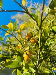 Orange Tree