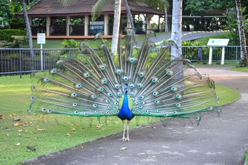 Obraz premium A beautiful peacock displaying its feathers