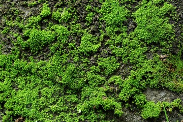 Wall Moss