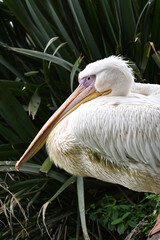 Aves de Río de Janeiro, Urutau, Flamencos de África y Más: Un Viaje a la Diversidad Aviar