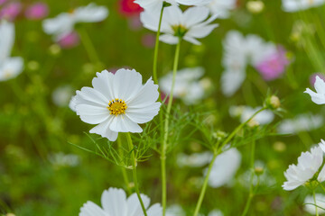 緑の背景に咲く白いコスモス