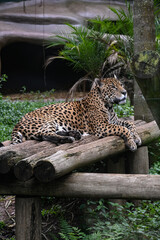 Tigre Majestuoso: Retratos y Escenas de un Gran Felino