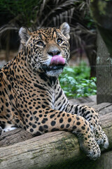 Tigre Majestuoso: Retratos y Escenas de un Gran Felino