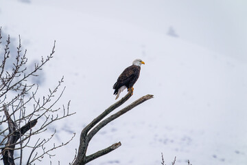 Bald eagle perched on branch against snowy background