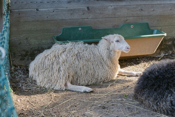 Naklejka premium Portrait of a Sheep Resting on a Farm with Natural Wool