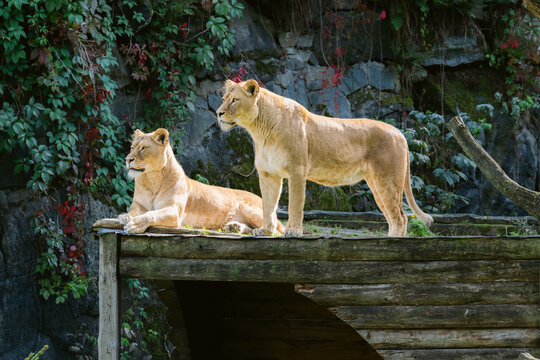 Portrait of Two Lions Watching from a Wooden Platform