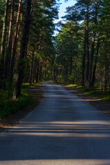 Obraz premium Empty road winding through a dense pine forest, illuminated by sunlight and casting long shadows, creating a peaceful and scenic atmosphere
