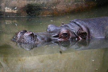 Fototapeta premium Hipopótamo: El Poderoso Gigante de los Ríos y Lagos