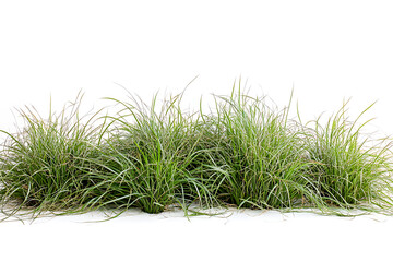 Vibrant Green Grass Patches Isolated on White Background Lush Greenery Natural Texture Perfect for Landscaping and Design Projects