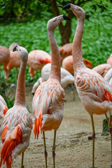Aves de Río de Janeiro, Urutau, Flamencos de África y Más: Un Viaje a la Diversidad Aviar