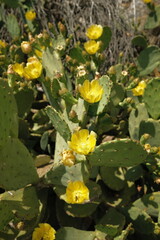 yellow cactus flower