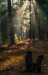 The sun's rays are breaking through the tree branches. Nice, sunny weather for hiking in nature.
