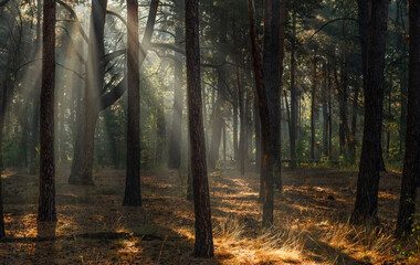 The sun's rays are breaking through the tree branches. Nice, sunny weather for hiking in nature.