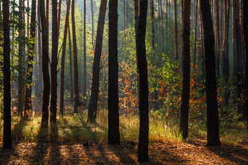 The sun's rays are breaking through the tree branches. Nice, sunny weather for hiking in nature.
