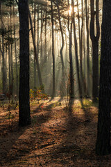 Naklejka premium The sun's rays are breaking through the tree branches. Nice, sunny weather for hiking in nature.