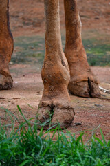 Jirafa: La Majestuosa Guardiana de las Sabanas Africanas