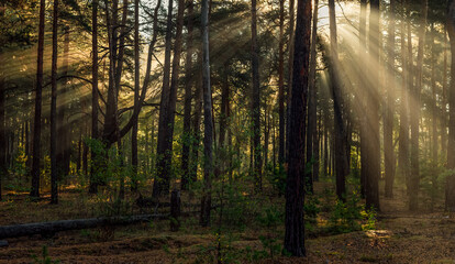 Obraz premium The sun's rays are breaking through the tree branches. Nice, sunny weather for hiking in nature.
