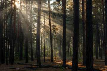 Obraz premium The sun's rays are breaking through the tree branches. Nice, sunny weather for hiking in nature.