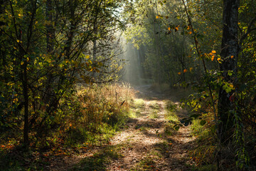 Obraz premium The sun's rays are breaking through the tree branches. Nice, sunny weather for hiking in nature.
