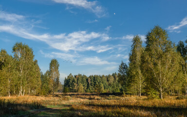 Fototapeta premium Large meadow surrounded by forest. Nature walks.
