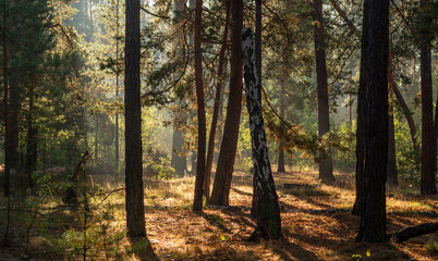 Obraz premium The sun's rays are breaking through the tree branches. Nice, sunny weather for hiking in nature.