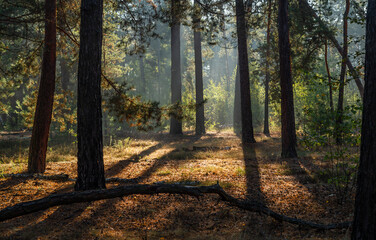 The sun's rays are breaking through the tree branches. Nice, sunny weather for hiking in nature.