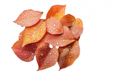 Wet autumn leaves in shades of orange and red are clustered together against a pure white background, showcasing their vibrant colors and the water droplets that add texture and freshness to the compo