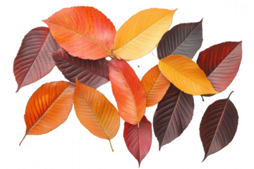 A collection of vibrant, colorful autumn leaves in shades of red, orange, and yellow is displayed on a transparent background. These leaves represent the beauty of nature in the fall season, perfect f