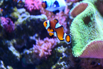 Vida Marina: Peces, Estrellas de Mar y Caballitos de Mar en su Hábitat Natural