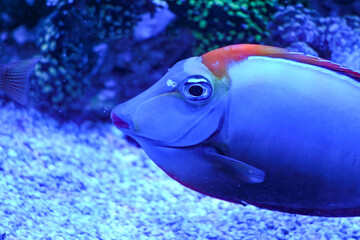Vida Marina: Peces, Estrellas de Mar y Caballitos de Mar en su Hábitat Natural