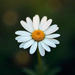 Obraz premium Sunlit Daisy in a Meadow