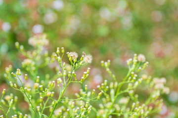 草花の種とぼんやりした背景