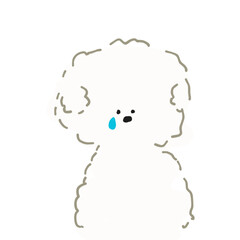 ビションフリーゼ　顔
