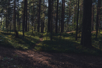 Obraz premium A sun-dappled forest with tall pine trees casting long shadows on the ground, creating a serene and peaceful atmosphere in a natural woodland setting