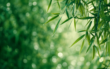 Naklejka premium Lush green bamboo leaves swaying gently in natural sunlight during a serene afternoon