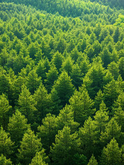 Obraz premium Lush green coniferous forest covering rolling hills under bright sunlight